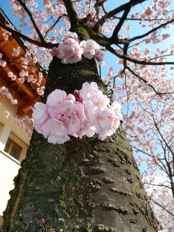 Villa Primula ベッラージョ エクステリア 写真